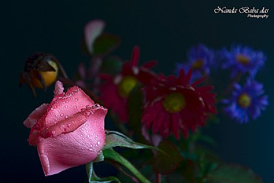 Flowers - Love