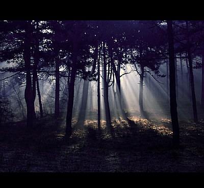 the dark forest