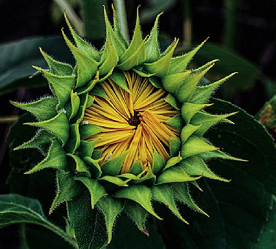 Opening Sunflower #3