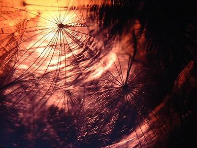 Dandelion-cave.