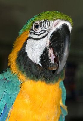 A Parrot in Pose