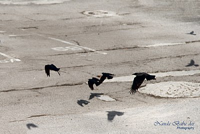 Crows In Flight