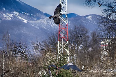 Crows In Flight