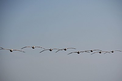 Pelican Formation