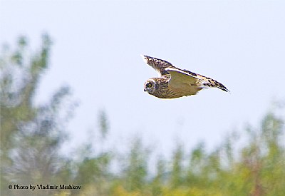 Marsh Owl. Daylight Killer.