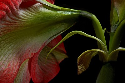 amaryllis 11