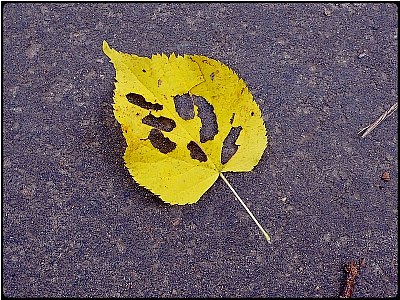 nibbled yellow leaf