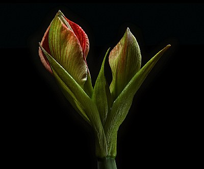  amaryllis 10