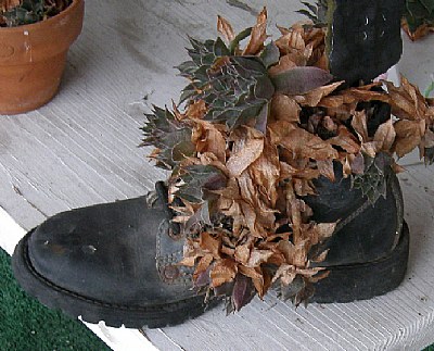 Shoe Plant