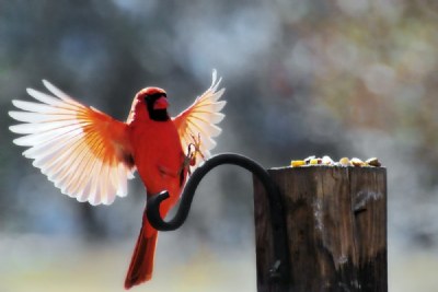 Cardinal landing