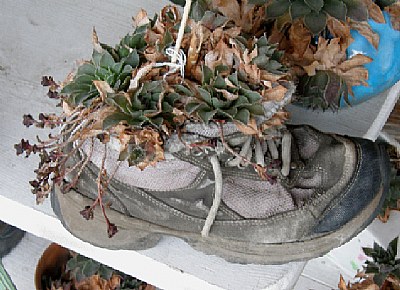 Shoe Plant