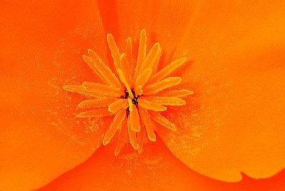 Heart Of California Poppy