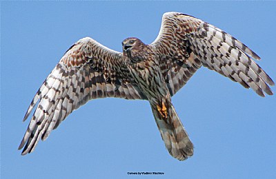 Montagu's harrier (female).