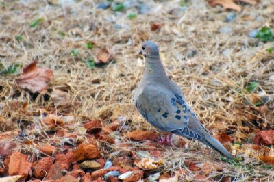 Curious Dove