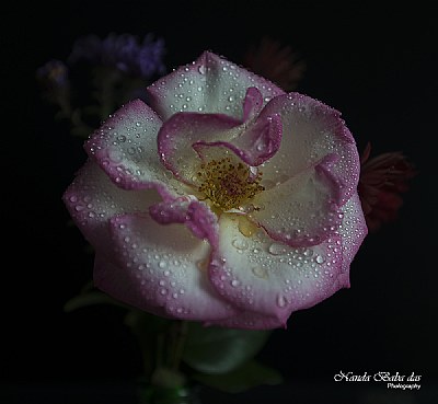 Rose - Morning Dew
