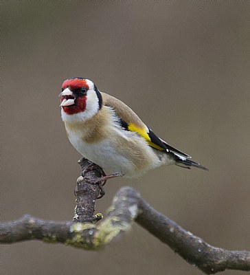 A gold crest Singing