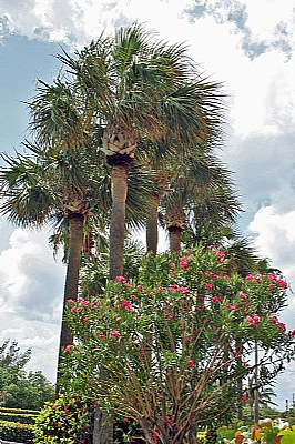 Flowers, Trees & Sky