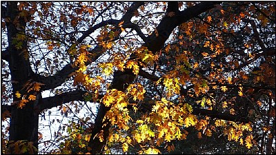 fall-colored tree