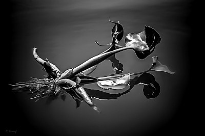 Water hyacinths