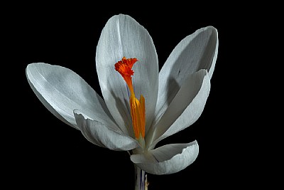 bejeweled crocus