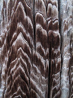 Weathered Wood Abstract