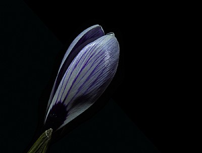  purple striped crocus.