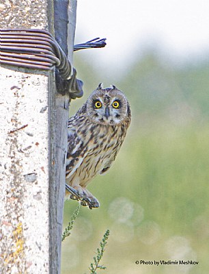 Short-Eared Owl. 