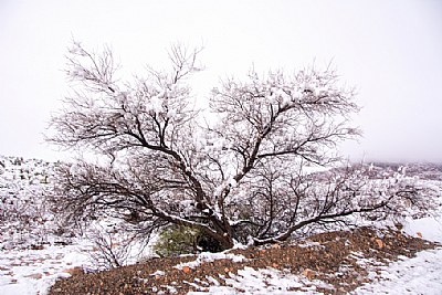 Snow white in red rock