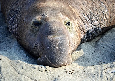 Elephant Seal At Rest