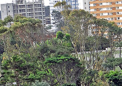 Trees  & Buildings