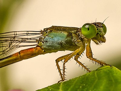 Damselfly