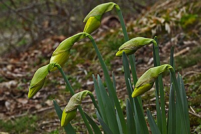  waiting their turn to bloom.