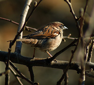 Sparrow