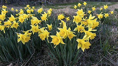 Daffodils