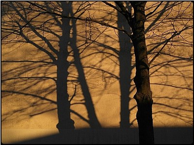 shadow trees