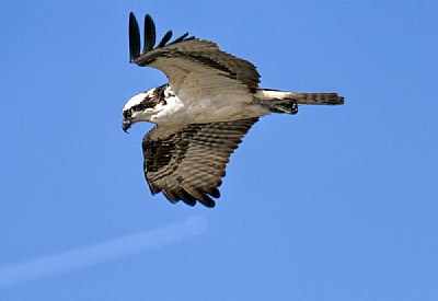 Osprey