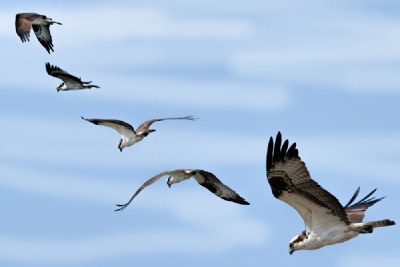 Osprey Sequence