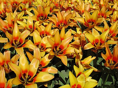 Tulipes