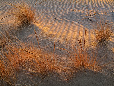 Sunlit Dune Grasses