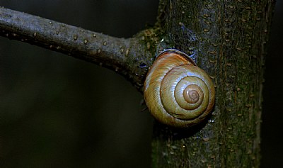 Snail...