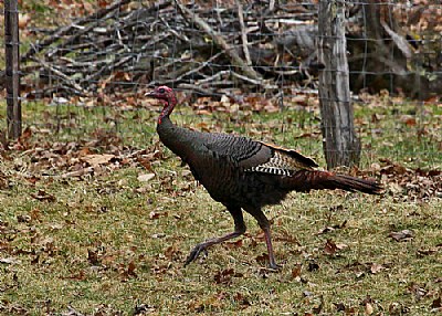 wild turkey hen