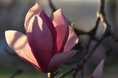 Magnolia