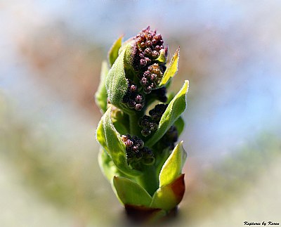 Lilac Blossom Buds