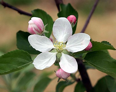 It's Apple Blossom Time!