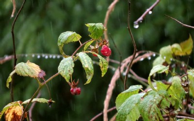 Berries in rain