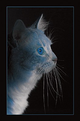 blue cat