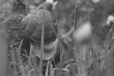 Snail - 2