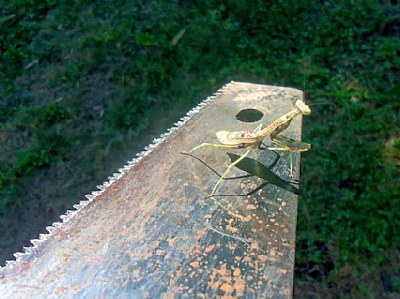 prying mantis on saw blade