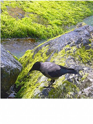 Hidden Object (The Crow)