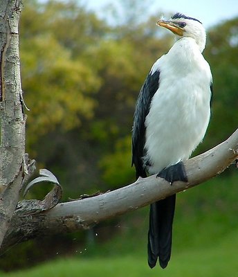 Cormorant